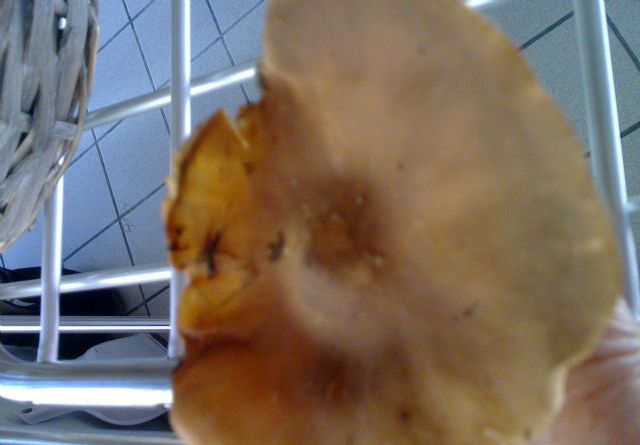 Armillaria o no